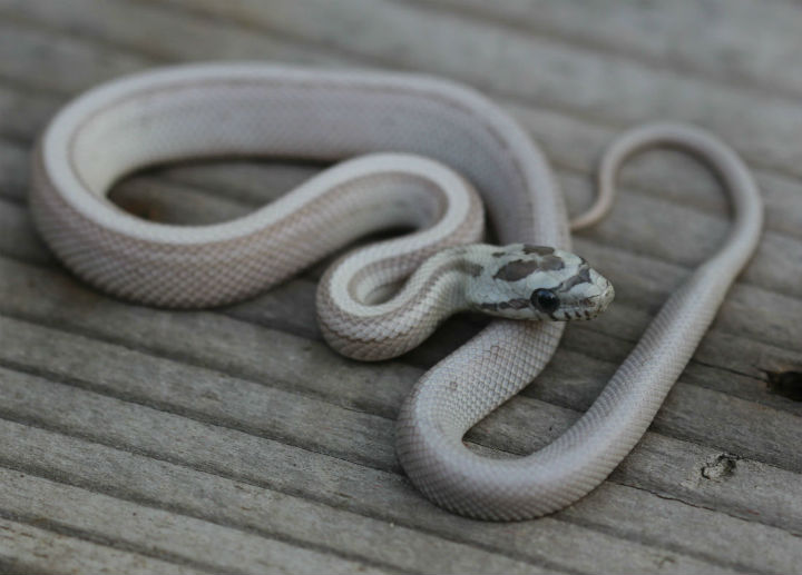 Ghost Striped Corn Snake